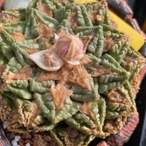 Meet your Posher, Joseph